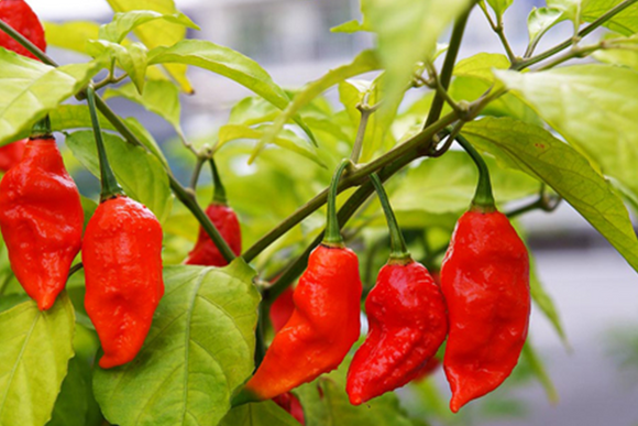 How Hot Is Sriracha?